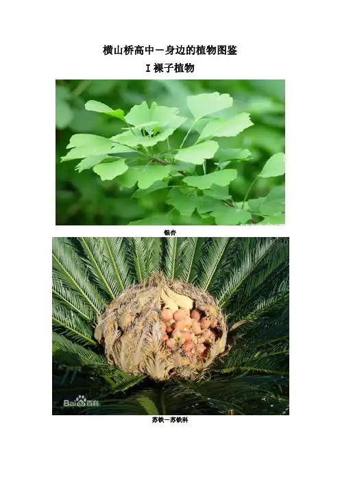 横山桥高中校园植物图鉴-身边的植物