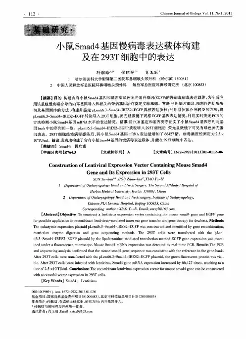 小鼠Smad4基因慢病毒表达载体构建及在293T细胞中的表达
