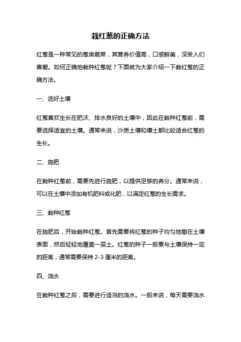 栽红葱的正确方法
