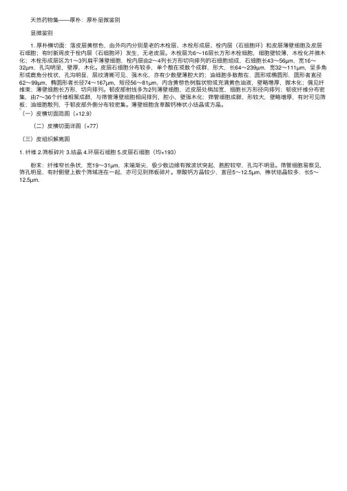 天然药物集——厚朴：厚朴显微鉴别