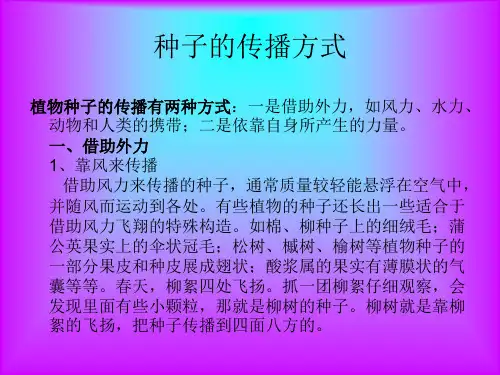 种子的传播方式