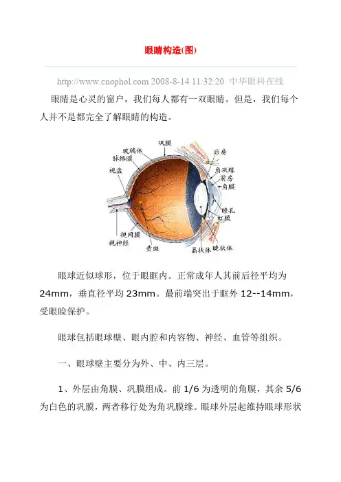 眼的构造图