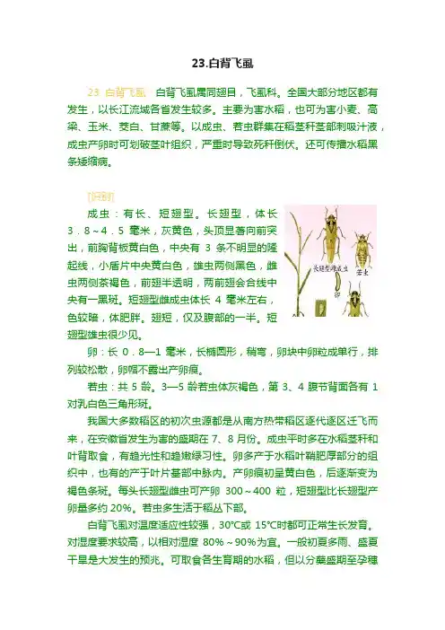 23.白背飞虱