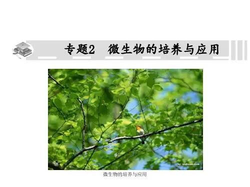 微生物的培养与应用 ppt课件