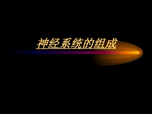 【初中生物】神经系统的组成PPT课件