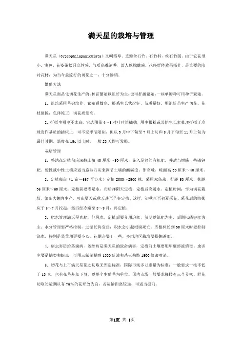 满天星的栽培与管理