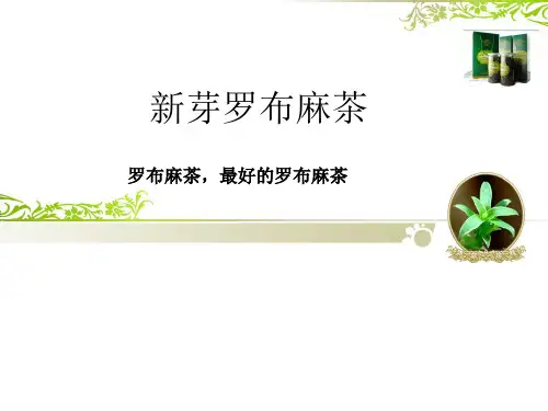 新芽罗布麻茶 罗布麻茶  新疆罗布麻茶