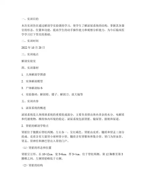 泌尿系统实训报告解剖学