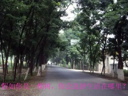 行 道 树ppt