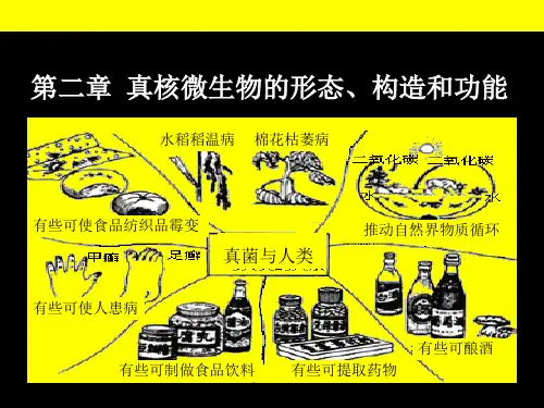 真核微生物的形态、构造和功能3