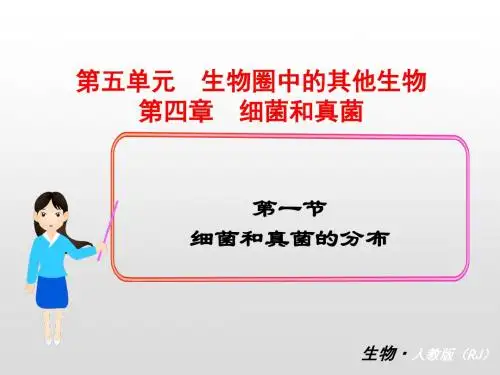 人教版八年级生物上册第五单元第四章细菌和真菌PPT教学课件+习题课件