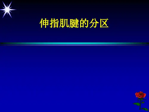 伸指肌腱的分区