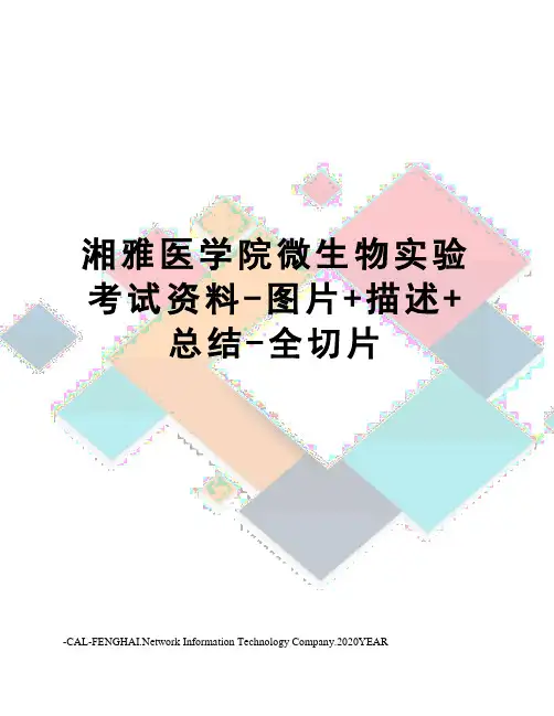 湘雅医学院微生物实验考试资料-图片+描述+总结-全切片