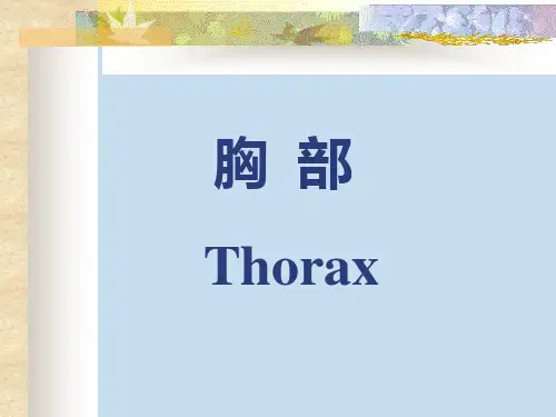 局部解剖学 - 胸壁