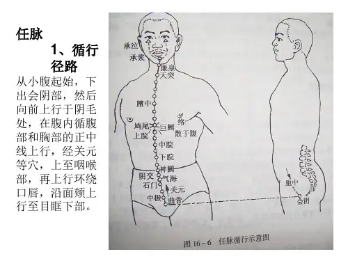 任脉和督脉