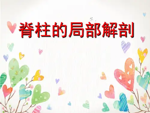 脊柱局部解剖