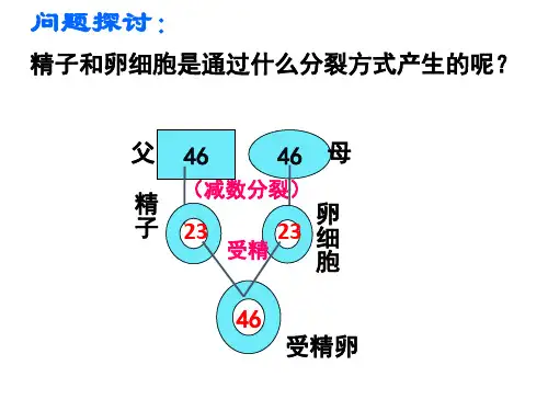 高一生物人教版必修2第二章 第一节 减数分裂 (共18张PPT)