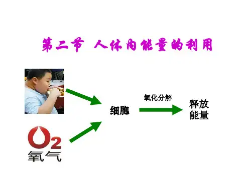 初中生物  人体内能量的利用1 济南版精品课件