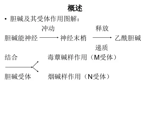拟胆碱药和抗胆碱