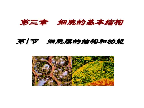 细胞膜的结构和功能 课件【新教材】人教版(2019)高中生物必修一共23张PPT