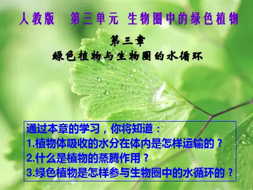 人教版七年级上册 生物 课件 3.3 绿色植物与生物圈中的水循环(共43张PPT)