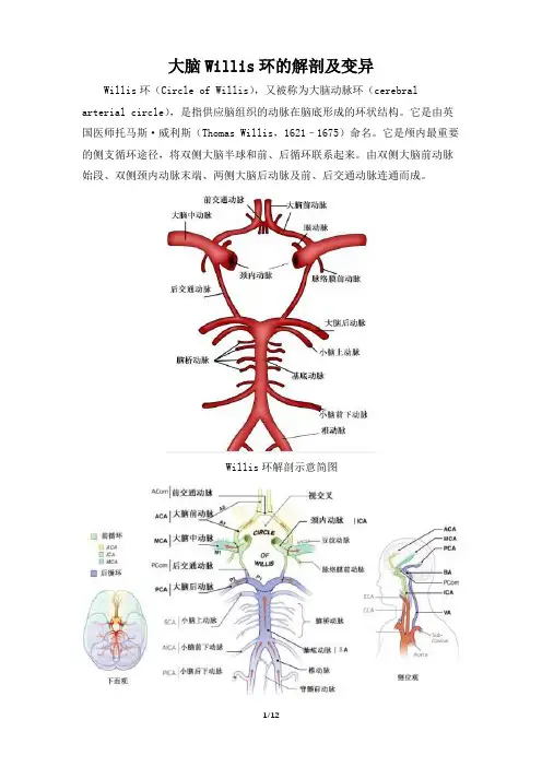 大脑Willis环的解剖及变异