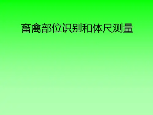 家畜体尺指标的测量12