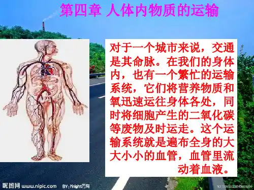 第一节流动的组织─血液课件