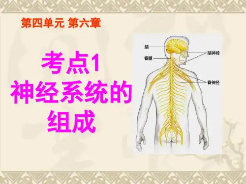 神经系统的组成及神经调节的基本方式