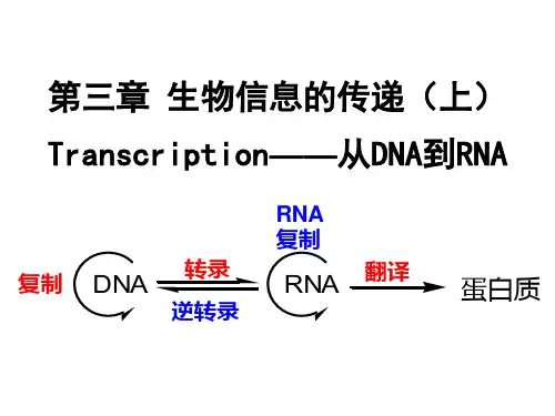 生物信息的传递 Transcription——从DNA到RNA
