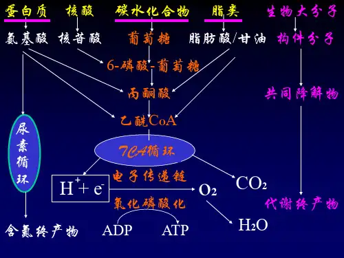 生化课件 蛋白质的降解和氨基酸的降解转化