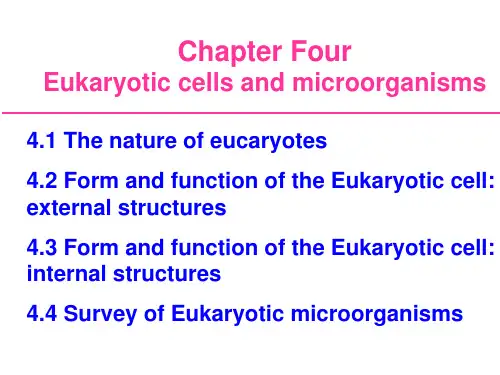 微生物英文课件-eucaryotes