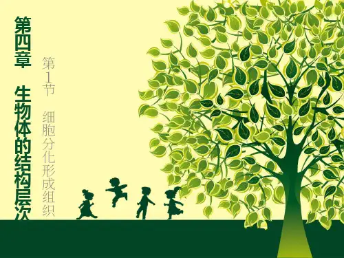 北师大版七年级生物上册.1 细胞分化形成组织   课件