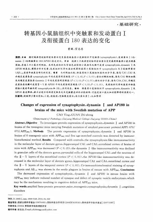 转基因小鼠脑组织中突触素和发动蛋白Ⅰ及衔接蛋白180表达的变化