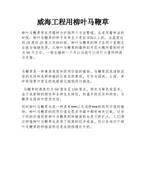 威海工程用柳叶马鞭草