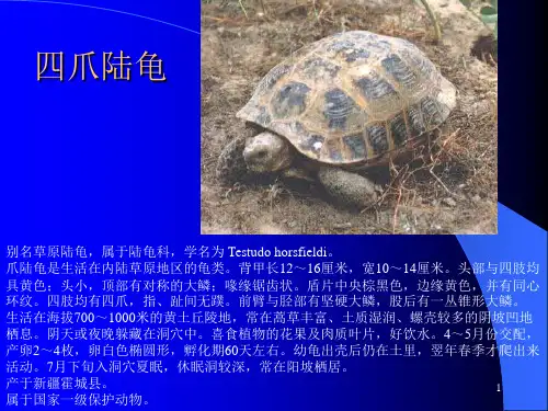 一级保护动物