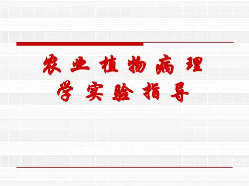 实验一 小麦病害