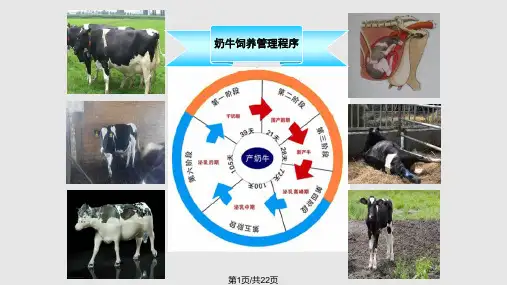 犊牛的饲养管理PPT课件
