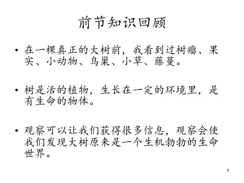 1-2校园的树木PPT课件