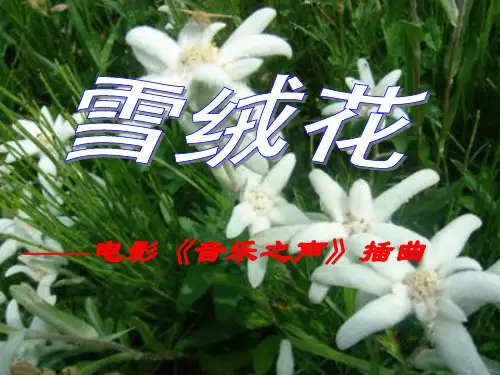 《雪绒花》音乐课ppt