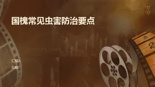 国槐常见虫害防治要点