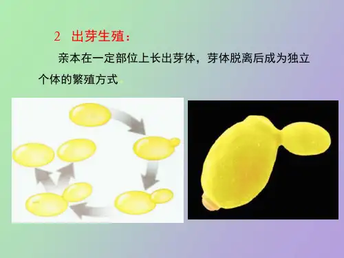 植物界的有性生殖和世代交替