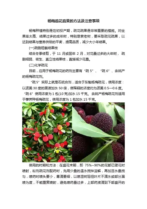杨梅疏花疏果的方法及注意事项