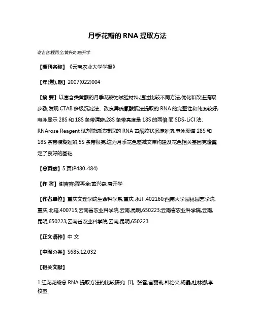 月季花瓣的RNA提取方法
