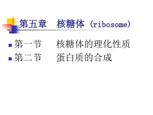 第四章 核糖体