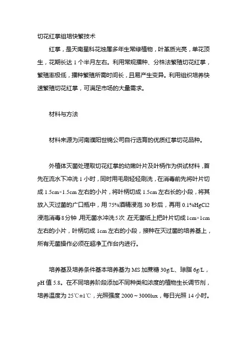 切花红掌组培快繁技术
