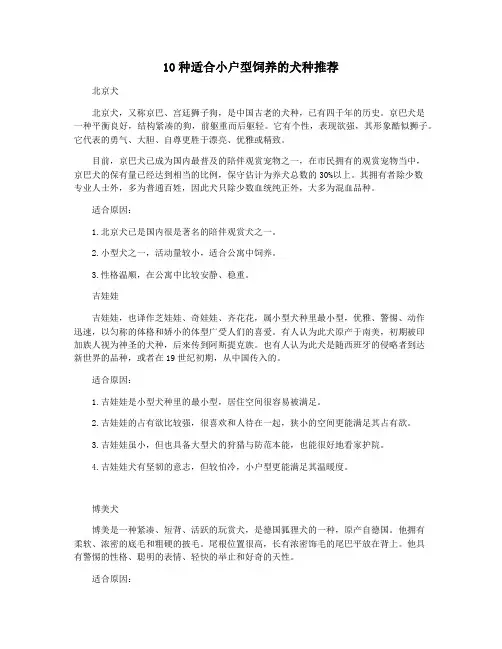 10种适合小户型饲养的犬种推荐