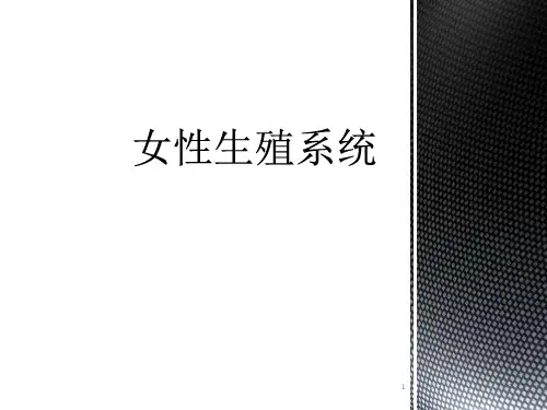 女性生殖系统组胚学