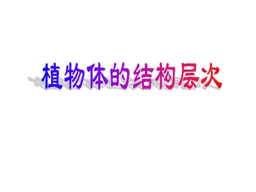 植物的种子PPT课件(初中科学)