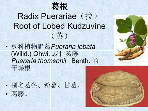 中药学—葛根